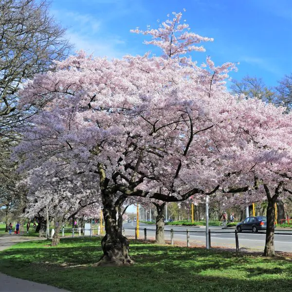 Akebono Cherry - Easy Trees