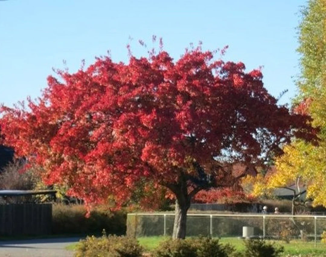 Ruby Slippers Maple Tree - Easy Trees